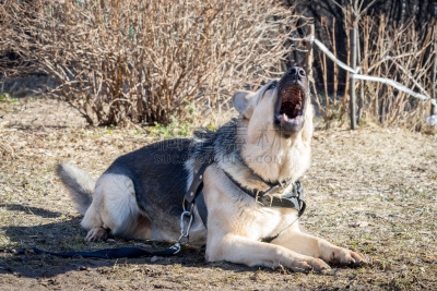 牧羊犬,吠声,腰部以下,阿卡巴士犬,警犬,吠狗,警长,遮护的手势,牧羊人,衣领