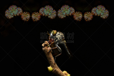 特写,食虫虻,自然,水平画幅,无人,动物,户外,昆虫,摄影