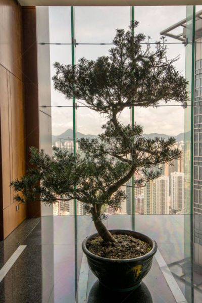 盆栽植物,华丽的,格子棚,树木造型,盆景,垂直画幅,窗户,形状,无人,亚洲