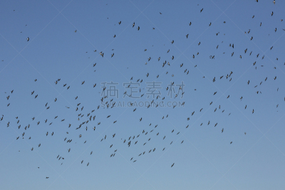 树燕,天空,乔治亚州,杂技活动,巴西东南部,自然,野生动物,美国,水平画幅,充满