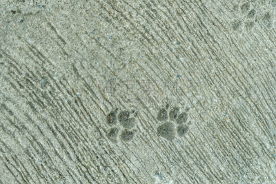 脚印,狗,自然,式样,纯种犬,水平画幅,符号,爪子,动物身体部位,户外