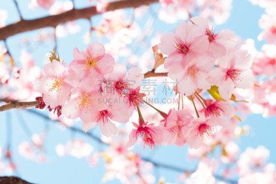 早晨,樱之花,自然,天空,美,水平画幅,樱花,樱桃,无人,蓝色