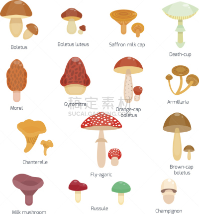 绘画插图,矢量,蘑菇,字体,反差,可爱的,蔬菜,清新,食品,成分