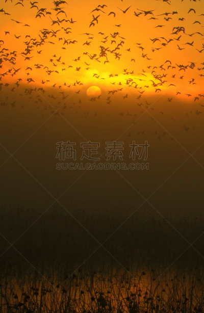 黎明,湿地,环境,云,水面,自然美,宫城县栗原市,鸟类,丘陵鹅,湖
