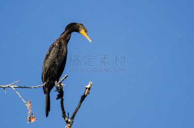 双冠鸬鹚,高大的,鸬鹚,自然,野生动物,美国,水平画幅,橙色,鸟类,野外动物