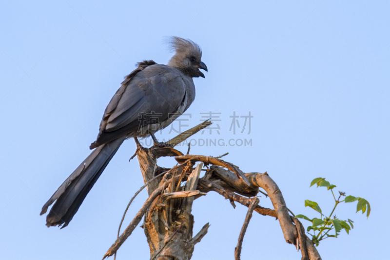 鸟类,背面视角,蓝色背景,分离着色,金毛拉布拉多猎犬,银色,蕉鹃,林波波省,普马兰加省,生物保护区