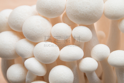 山毛榉树,蘑菇,水平画幅,孢子,姬菇,特写,工作室,食用菌,性能组,白色