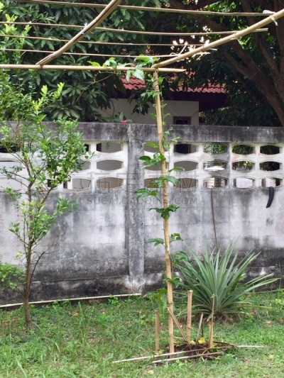 百香果树,热情,泰国,色彩鲜艳,有蔓植物,西番莲,植物,水果,夏天,户外