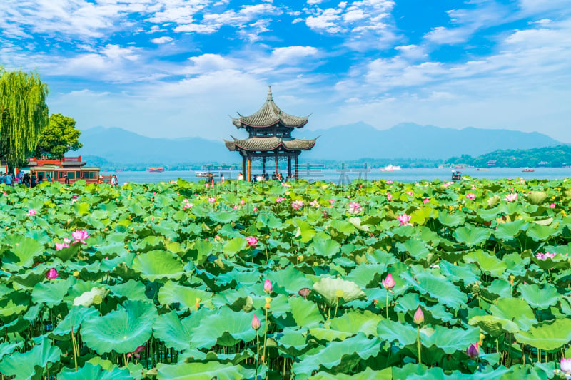 杭州,风景,俄亥俄河,西湖,水,荷花,休闲活动,水平画幅,山,无人