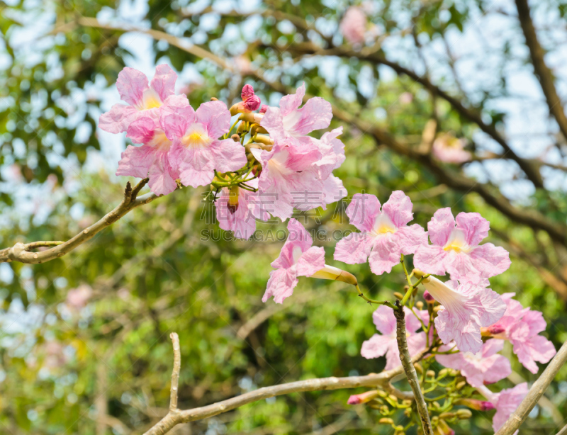 粉色,花朵,斑叶钟花树,自然,水平画幅,无人,自然美,植物,枝,植物学