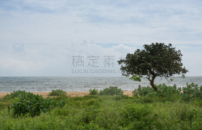 海啸,记忆,2004印度洋地震海啸,也拉,水平画幅,无人,热带雨林,户外,树林,海滩