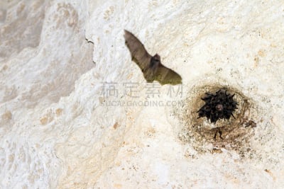 洞穴,蝙蝠,回声定位,岩洞探索,喀斯特,公园,水平画幅,夜晚,动物身体部位,马达加斯加