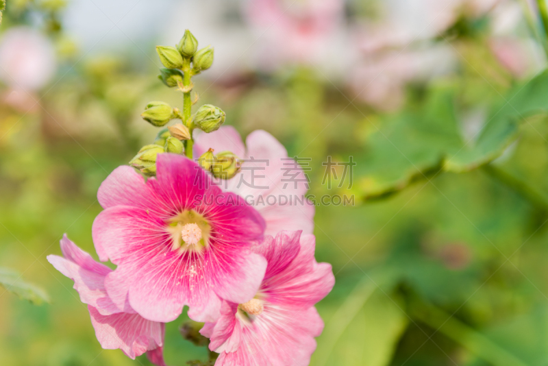 蜀葵,粉色,白色,自然,金鱼草,水平画幅,无人,户外,自然美,红色