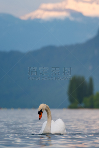 湖,天鹅,垂直画幅,水,天空,美,优美,鸟类,纯净,野外动物