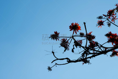 自然,秋天,枝,背景,天空,前景聚焦,水平画幅,无人,特写,泰国