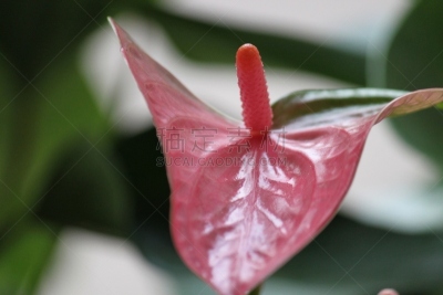 花烛属,自然,图像,美国,马蹄莲,花瓣,花头,无人,火烈鸟百合,佛焰苞