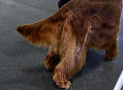 狗,爱尔兰长毛猎犬,遛狗师,纯种犬,澳洲丝毛梗,个人卫生用品,与众不同,驯狗员,理毛行为,人的耳朵