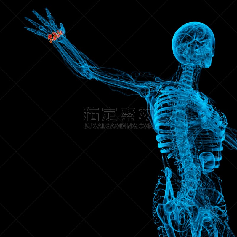 3d rendered illustration of the human carpal bones