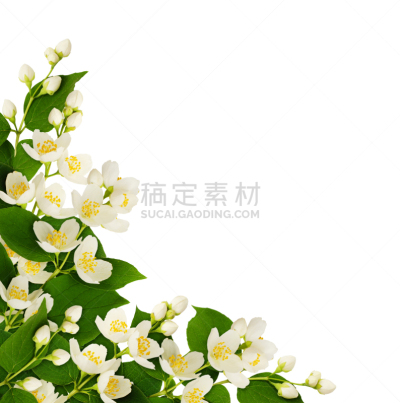 角落,茉莉,叶子,垂直画幅,美,留白,边框,无人,在边上,夏天
