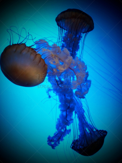水母,蓝色,海洋,动物群,水,盒式水母,portuguese man o' war,生物发光,刺螫水母,磷光