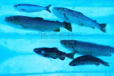 冰,鱼肉,白色,东南亚,水平画幅,冬天,山,雪,无人,蓝色