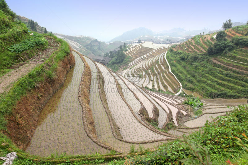 龙脊梯田,广西壮族自治区,梯田,稻,中国,壮族,瑶族,苗族,龙胜,阳朔