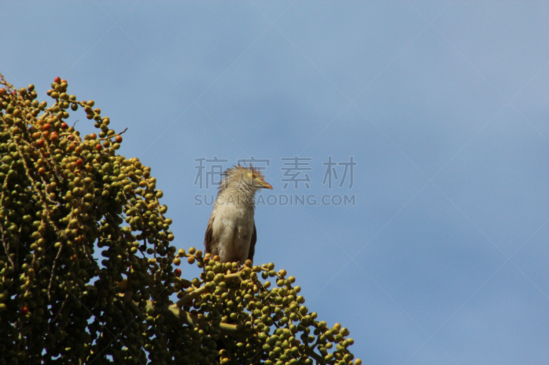 圭拉杜鹃,杜鹃鸟,自然,热带鸟,野生动物,水平画幅,生物,无人,鸟类,野外动物