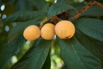 水果,枇杷,水平画幅,生食,蔷薇科,维生素,夏天,户外,特写,日本人
