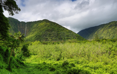 威毕欧山谷,瀑布,哈玛库亚海岸,夏威夷大岛,休闲活动,水平画幅,枝繁叶茂,无人,巨大的,夏天