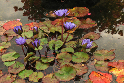 黛安娜公主,水生植物,自然,华丽的,图像,荷花,花朵,组物体,睡莲,花瓣