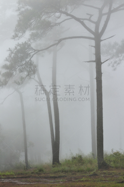 雾,垂直画幅,边框,能源,重新造林,早晨,国际生物圈保护区,红木森林,秃树,树林