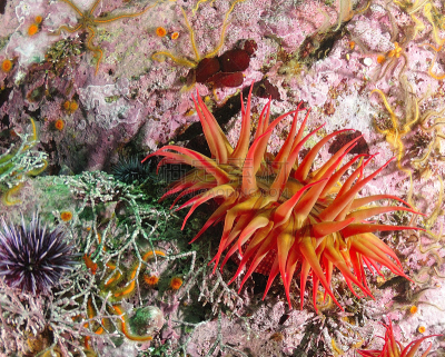 银莲花,自然,海葵鱼,海洋生命,图像,加利福尼亚,海洋,太平洋,野外动物,美国