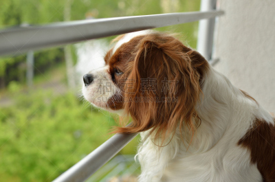 查理王小猎犬,褐色,水平画幅,骑士,智慧,布伦海姆宫,动物身体部位,友谊,看,成年的