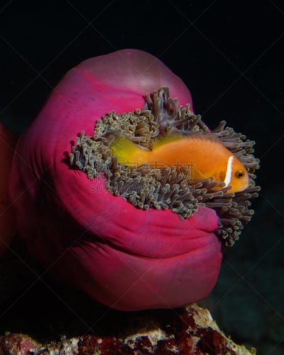 马尔代夫海葵,海葵,粉色,垂直画幅,共栖,热带鱼,印度洋,无人,马累,海鱼