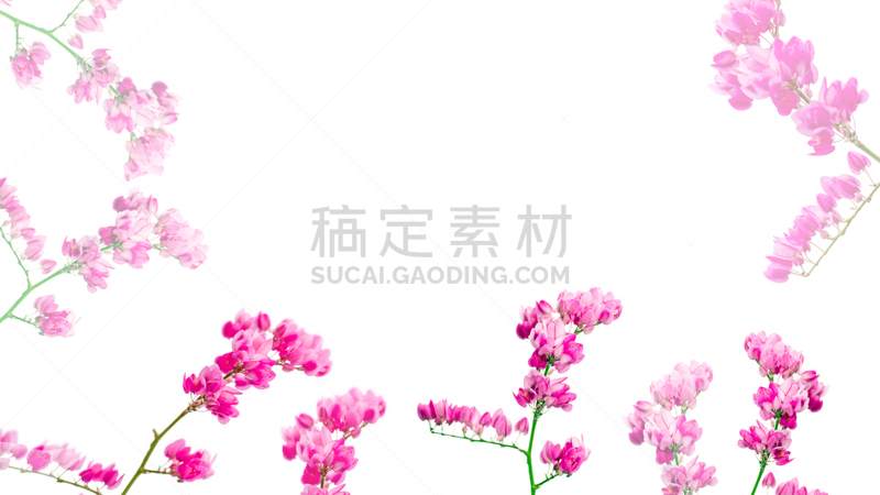 链,仅一朵花,夜来香,樱草花,贺卡,边框,水平画幅,无人,夏天,花束