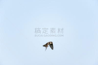 树燕,留白,野生动物,布利斯托,水平画幅,鸟类,马萨诸塞,夏天,盘旋,摄影