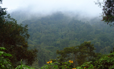 乌干达,森林,水平画幅,枝繁叶茂,山,无人,湿,热带雨林,户外,云景