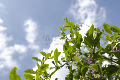 天空,枸杞,自然,水平画幅,地形,无人,蓝色,植物园,植物,紫色