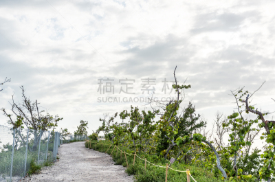古老的,篱笆,桥,小路,无人,山,本田,向上看,白昼,州立公园