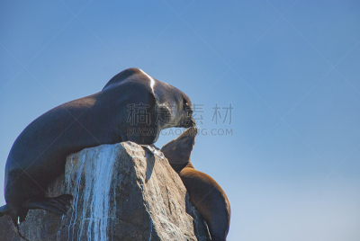 兰兹角,墨西哥,圣路卢卡斯,海狮,太阳,度假胜地,下加利福尼亚州,南,海洋生命,太平洋海岸