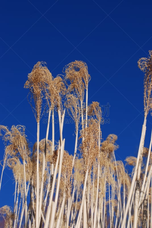 天空,蓝色,观赏草,垂直画幅,无人,草,泉,太阳,春天,热