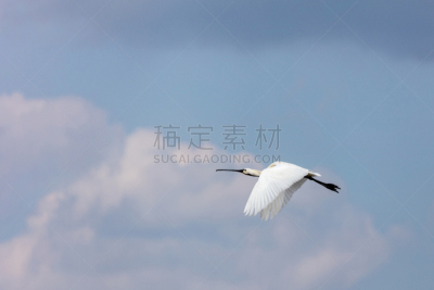 白琵鹭,水,天空,水平画幅,欧亚大陆,鸟类,动物身体部位,野外动物,时间,户外