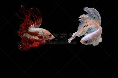 暹罗斗鱼,裸鳃亚目动物,鹤嘴鸟,腹足动物,芭蕾舞,美,水平画幅,形状,软体动物,鸟类