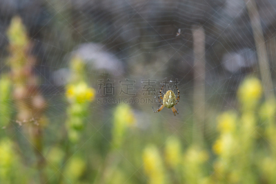 蜘蛛,园林,腹侧面,花园蜘蛛,茶色,正下方视角,色彩饱和,选择对焦,在下面,褐色