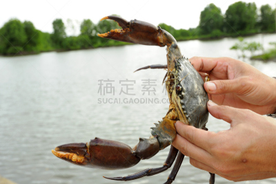 螃蟹,海洋,水,褐色,水平画幅,海港,膳食,海产,动物身体部位,户外