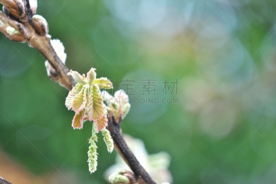 橡树,花蕾,橡叶麻糬,春天,水平画幅,日本料理,无人,日本,叶子,柏市
