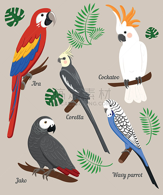 鹦鹉,动画片,绘画插图,矢量,热带鸟,塑料火烈鸟,美冠鹦鹉,巨嘴鸟,火烈鸟,布置