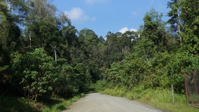 雨林,沙巴州,婆罗洲岛,达浓谷地,生物学,热,热带气候,环境,环境保护,枝繁叶茂