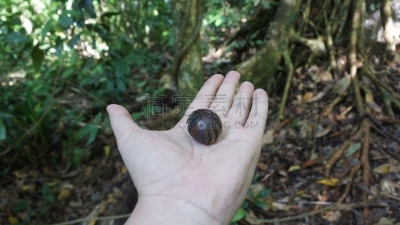 丸千足虫,婆罗洲岛,达浓谷地,健康保健,暗色,球,仅男人,热带气候,野生动物,一个人