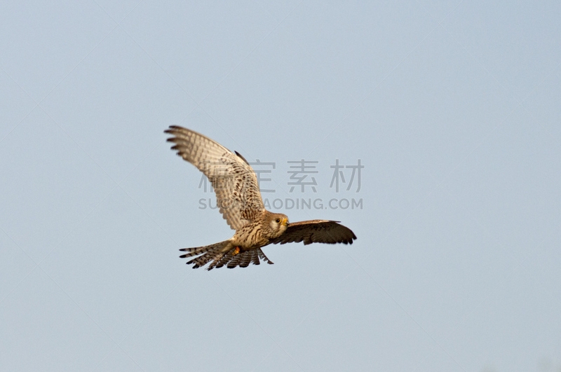 红隼,世界自然保护联盟红色名录,野生动物门,猎鹰,天空,稀缺,食肉鸟,水平画幅,无人,鸟类